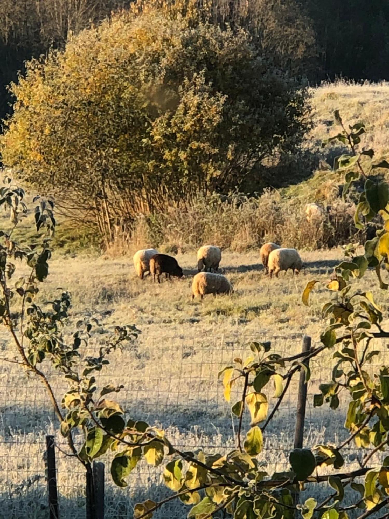 Piekalne Otel Kalniesi Dış mekan fotoğraf