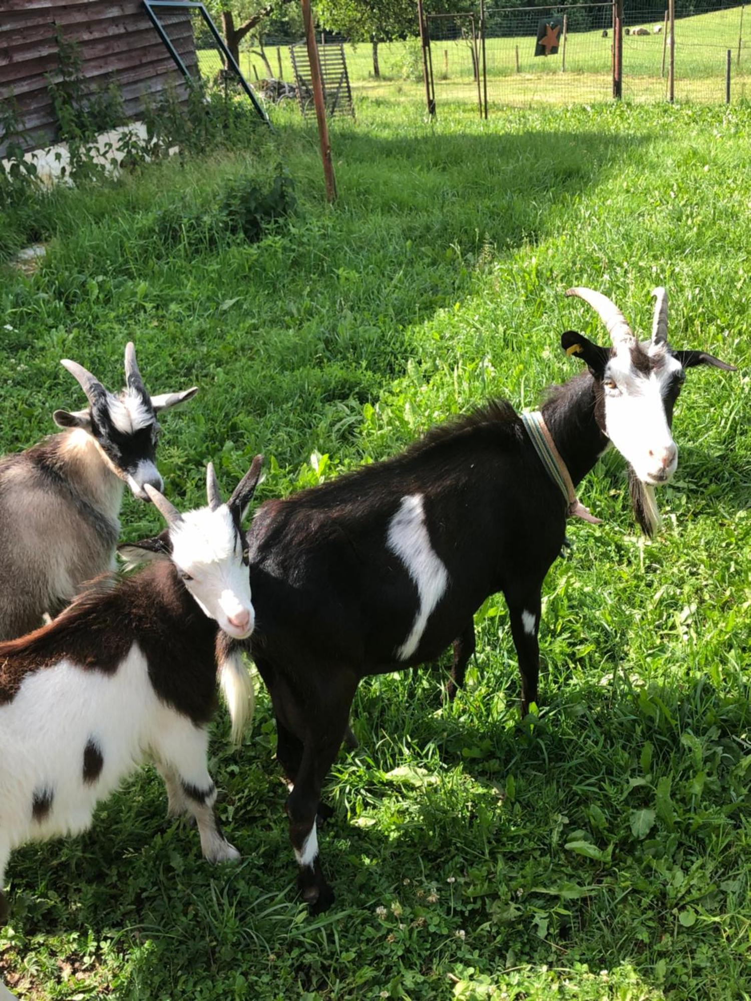 Piekalne Otel Kalniesi Dış mekan fotoğraf